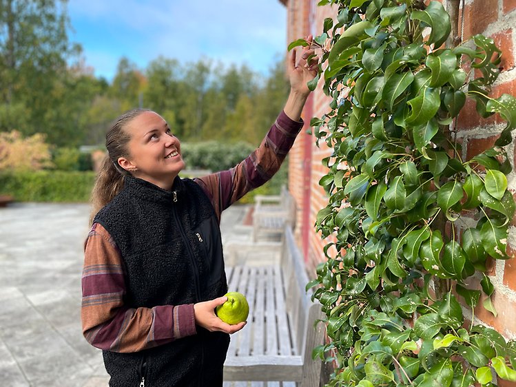 Glad yngre kvinna i tröja och svart väst står vid ett fruktträd intill en tegelvägg och tittar på päron.